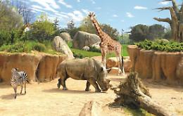 Zoom Torino cerca personale: ecco i posti disponibili e come candidarsi