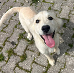 E' solo un cucciolo ma sta crescendo rinchiuso in box