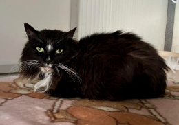 L'anziano gattone torinese che viveva per strada