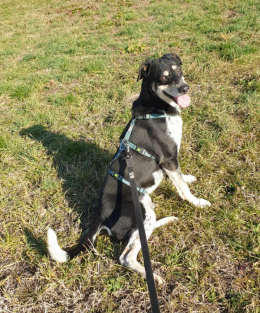 Sta imparando ad amare le passeggiate. La storia di Sid