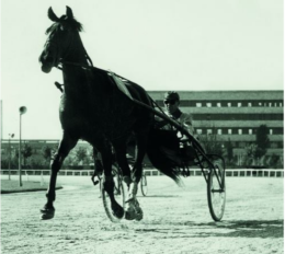 In questo quartiere torinese correvano i cavalli