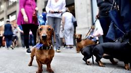 I bassotti invadono Torino, quando torna la Sausage Walk 