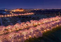 Ciliegi in fiore alla Reggia: potenziato il Venaria Express da Torino