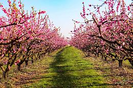 Weekend in Piemonte, ecco cosa fare il 21 e 22 marzo: eventi, fiori e sagre da non perdere