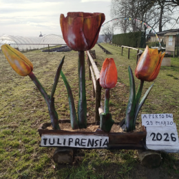 Vigone si colora di tulipani: apre Tuliprensia tra fiori e installazioni