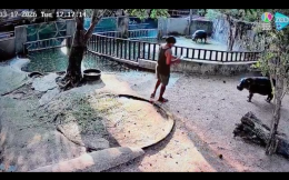 Entra nel recinto dello zoo per fotografare l&rsquo;ippopotamo pigmeo pi&ugrave; famoso del mondo