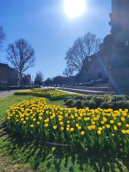 Torino si tinge di giallo e blu: la fioritura record di tulipani e muscari incanta la citt&agrave;