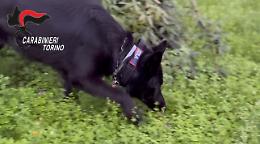 Droga in casa, decisivo il fiuto del cane Berla: due arresti