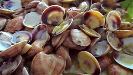 Come si &egrave; diffusa l&rsquo;epatite A: origine del focolaio e dinamiche del contagio