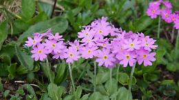 Marzo risveglia il verde: i segreti per balconi e giardini pieni di fiori