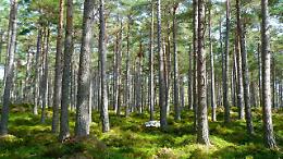 Foreste piemontesi, un tesoro di servizi ecosistemici da valorizzare