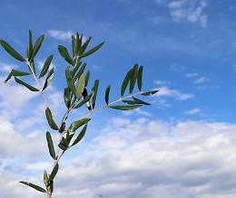Se piove alle Palme&hellip; preparati: il proverbio piemontese che &ldquo;prevede&rdquo; settimane di pioggia