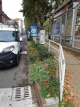 Aiuole contro il degrado: ecco cosa sta succedendo lungo corso Regina