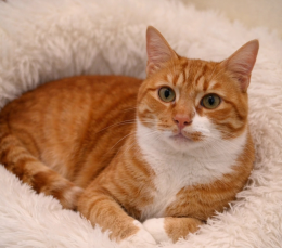 Salta di casa in casa, sentendosi sempre solo di passaggio