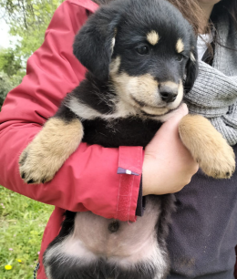 Sono i cuccioli pi&ugrave; adorabili del Piemonte