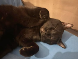 Cacciato sul balcone per aver aggredito il criceto di casa