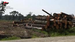 Mandria, il taglio degli alberi diventa una devastazione: 4 indagati