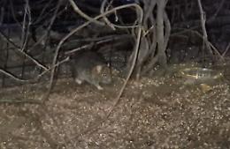 E&rsquo; allarme topi nel quartiere: rosicchiati i cavi delle auto in sosta