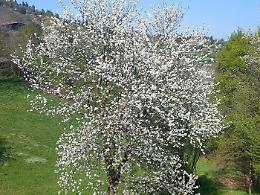 Pecetto si colora di rosa: torna la camminata tra i ciliegi in fiore (con tappe golose)