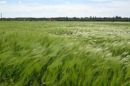 Nei detti piemontesi solitamente "subbia", ma &egrave; portatore di molta saggezza... (specialmente meterologica)