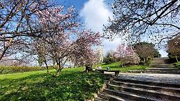 Febbre dei ciliegi a Torino: caccia ai biglietti&hellip; ma c&rsquo;&egrave; un&rsquo;alternativa nascosta in collina