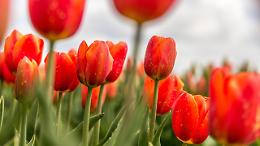 Arriva Tulipania, il campo di tulipani solidali che trasforma Rivarolo in uno spettacolo di colori