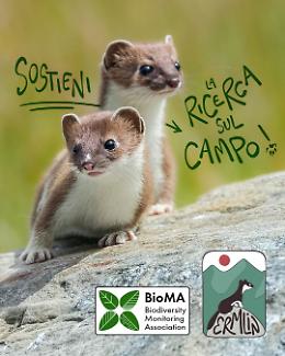 Universit&agrave; di Torino, crowdfunding per salvare l&rsquo;ermellino: da mascotte olimpica a specie a rischio