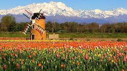 Esplosione di colori a Cameri: riapre &ldquo;Tulipas&igrave;&rdquo;, il campo di tulipani da 110mila fiori
