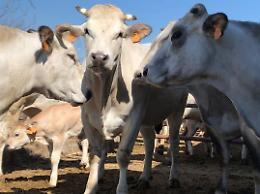 Compral protagonista alle fiere: pioggia di premi per la razza Piemontese