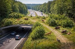 In Germania esistono ponti solo per animali: ecco perch&eacute; sono fondamentali