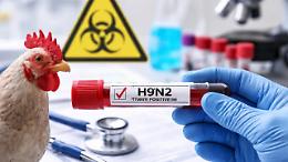 Influenza aviaria: ecco perch&eacute; il caso lombardo non deve spaventare