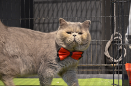 Torna lo "zoo" di gatti e cani nel Torinese