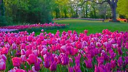 A Pralormo torna la magia di Messer Tulipano: date, prezzi e tutte le iniziative