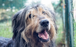 La triste storia di Raul, 12 anni ignorato da tutti