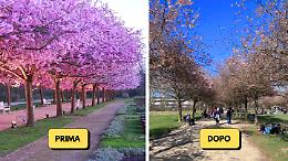 Il vento "cancella" la fioritura: delusione per i ciliegi alla Reggia di Venaria