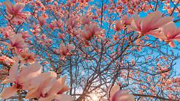 Marzo e aprile in fiore: il Parco Burcina si trasforma in un paradiso primaverile