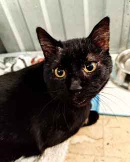 Dovr&agrave; prendere medicine per tutta la vita. La storia di Rio