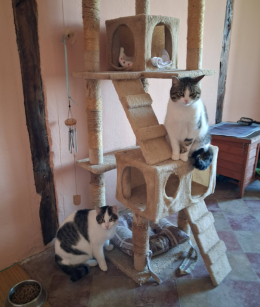 Destino crudele... due fratellini rimasti soli