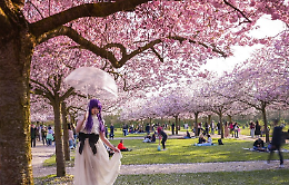 Reggia di Venaria: boom di visitatori per i ciliegi in fiore, quasi 146.000 persone in 11 giorni