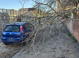 Raffiche di vento senza tregua a Torino: numerosi interventi dei vigili del fuoco per alberi e rami caduti
