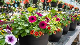 Orbassano sboccia con la Fiera di Primavera