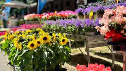Flor&igrave; a Moncalieri: un weekend tra fiori, profumi e sapori di primavera