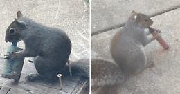 L'illusione dolce che uccide, a Londra gli scoiattoli scambiano le sigarette elettroniche per cibo