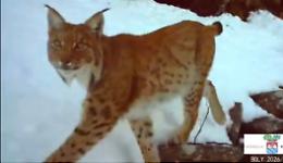 La lince torna in Val d'Ossola: nuovo avvistamento sui monti