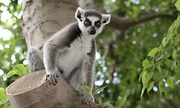 L&rsquo;Intelligenza artificiale di Torino "ascolta" i lemuri del Madagascar