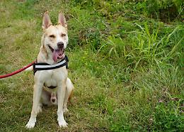 &laquo;Non posso pi&ugrave; tenere il mio cane&raquo;. A Nichelino due richieste a settimana di cessione. Ora, la stretta