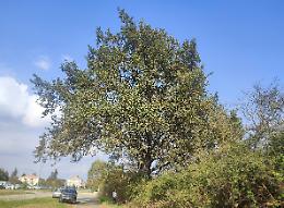 La quercia secolare di Chieri diventa un "albero monumentale"