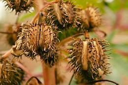 Cos&rsquo;&egrave; la ricina, il potente veleno vegetale che ha ucciso Sara e Antonella, madre e figlia di Campobasso