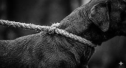 Orrore nel Canavese: cane legato al trattore e trascinato vivo sulla provinciale