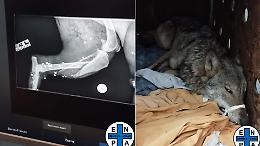 Genova, lupo ucciso a fucilate: muore dopo giorni di agonia nel centro di recupero